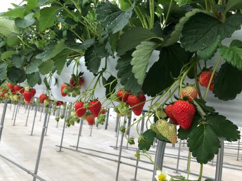  閉鎖型栽培により、周年栽培が可能に【イチゴ栽培】