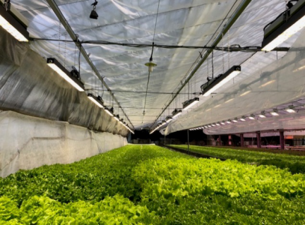 補光用トップライト