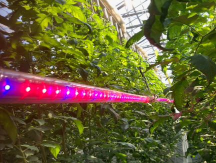 果菜類インナーライト